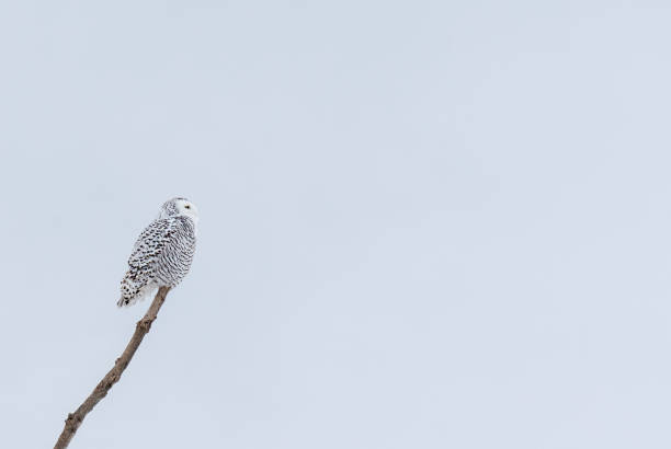 weibliche schneeeule sitzt an einem bewölkten wintertag in kanada auf einem ast. - owl snowy owl snow isolated stock-fotos und bilder