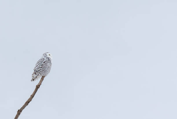 самка снежной совы сидит на ветке в пасмурный зимний день в канаде. - owl snowy owl snow isolated стоковые фото и изображения