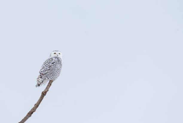 weibliche schneeeule sitzt an einem bewölkten wintertag in kanada auf einem ast. - owl snowy owl snow isolated stock-fotos und bilder