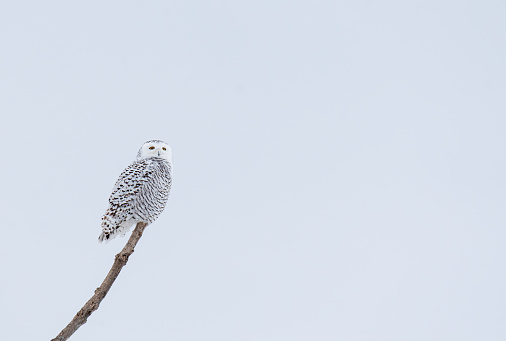 Female snowy owl perched on branch on cloudy winter day in Canada. in Kingston, Ontario, Canada