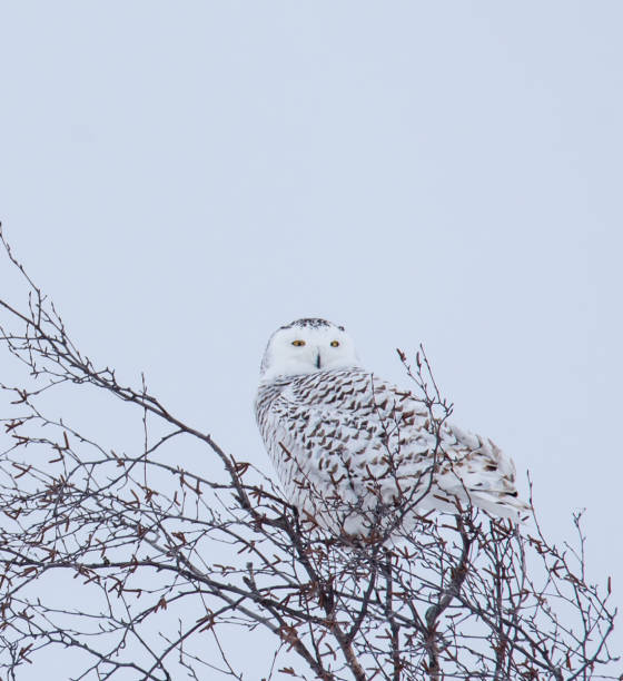 istock Female snowy owl perched on branches on cloudy winter day in Canada. 1468376448