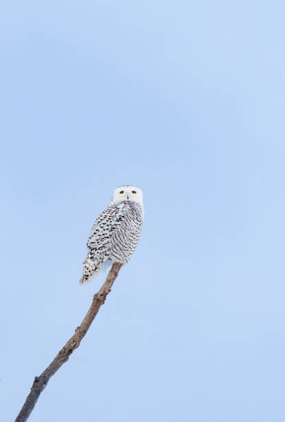 istock Female snowy owl perched on branch on winter day in Canada. 1468376449
