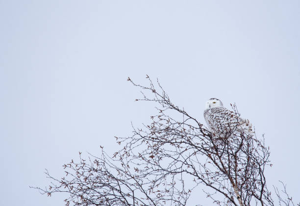 weibliche schneeeule sitzt an einem bewölkten wintertag in kanada auf ästen. - owl snowy owl snow isolated stock-fotos und bilder