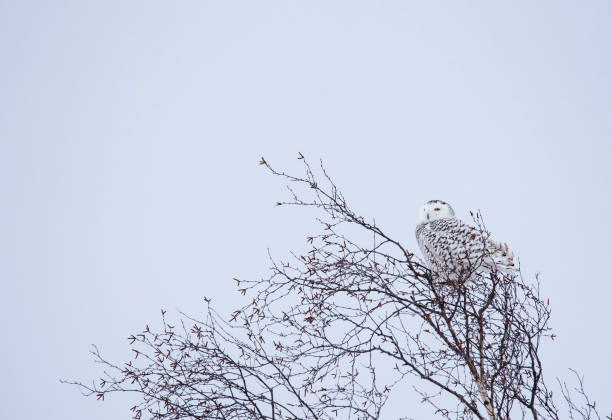 самка снежной совы сидит на ветвях в пасмурный зимний день в канаде. - owl snowy owl snow isolated стоковые фото и изображения