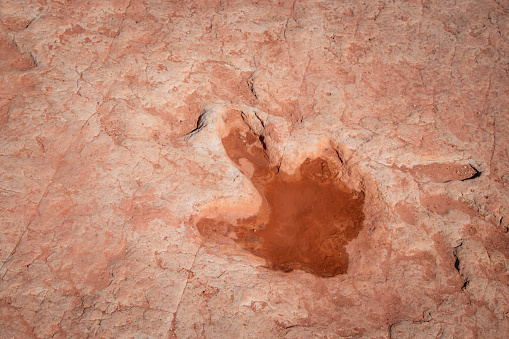 Dinosaur Tracks on Navajo Nation Lands in Moenkopi Arizona in Moenkopi, Arizona, United States