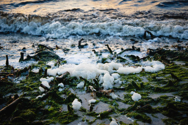 foam on the beach on Bay at Dewey Delaware in Dewey Beach, Delaware, United States