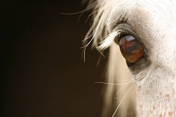 oeil de cheval gris - animal retina photos et images de collection