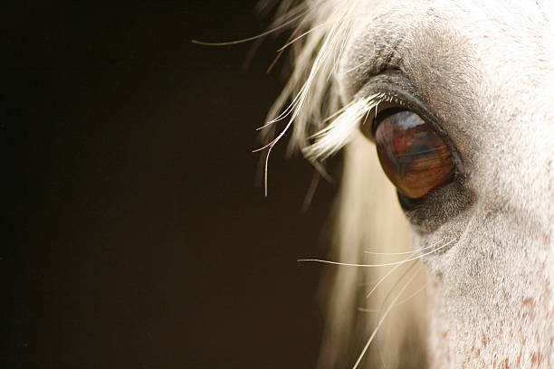 occhio di un cavallo grigio - retina animale foto e immagini stock