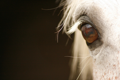 Eye close up of a beautiful grey mare. If you can spare a minute to message me and tell me how my photo's are going to be used I would be very grateful.
