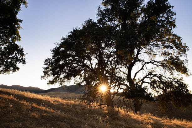 Oak tree on golden grassy hillside with sun flare in Clayton, California, United States