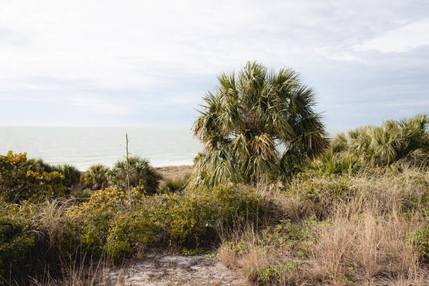 istock Palm Trees at fort de soto Florida 1468378257