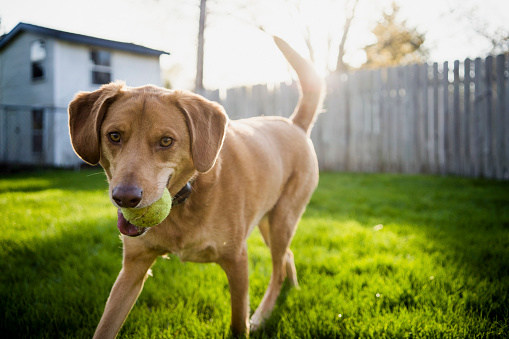 Medium Size Brown Dog Playing Fetch with Tennis Ball in Backyard Grass in Saint Paul, Minnesota, United States