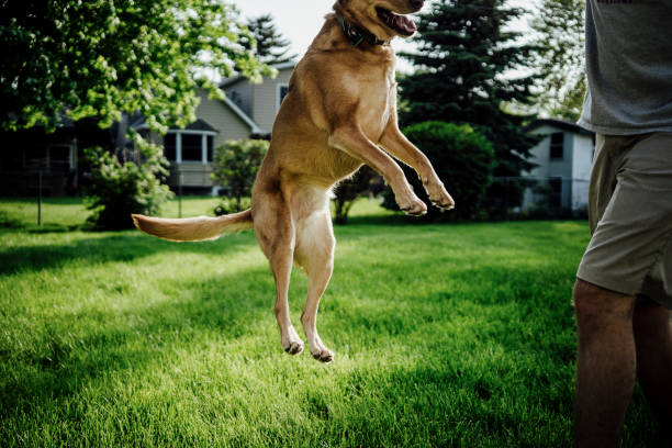 istock Medium Brown Dog Jumping to Catch Toy with Man in Backyard 1468378311