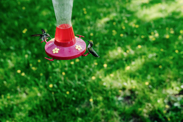 A Costa's hummingbird at a backyard feeder in the winter in the Sonoran Desert region of Arizona.