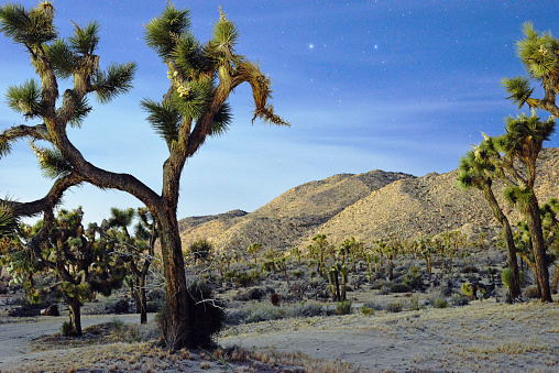 Joshua Trees under a starry night sky in the California desert in Yucca Valley, California, United States
