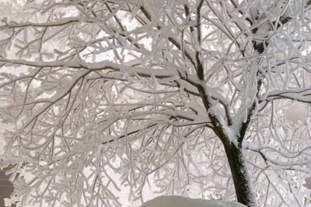 istock Trees covered with icy frost against the black night sky 1468378968
