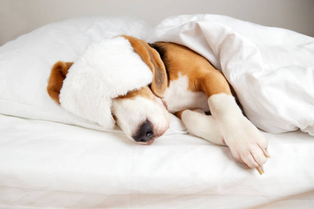 istock A masked beagle dog sleeps on a bed 1468379698