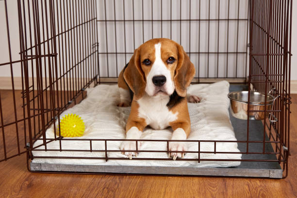 istock Cute beagle dog is lying in an iron cage 1468379706