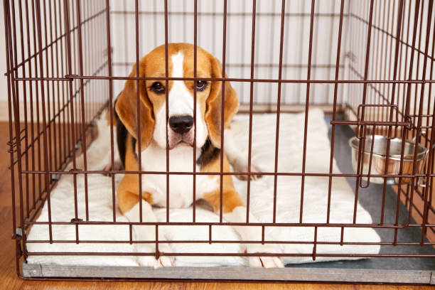 istock The beagle dog lies in a closed pet cage 1468379721