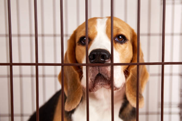 istock A beagle dog in an iron cage for pets 1468379748