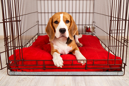 Cute beagle dog is lying in an iron cage for pets.