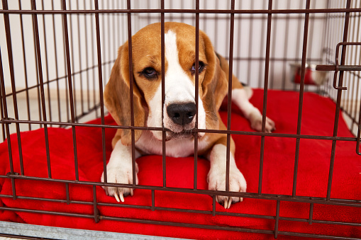 Sad beagle dog is lying in an close cage for pets. A wire box for keeping an animal.