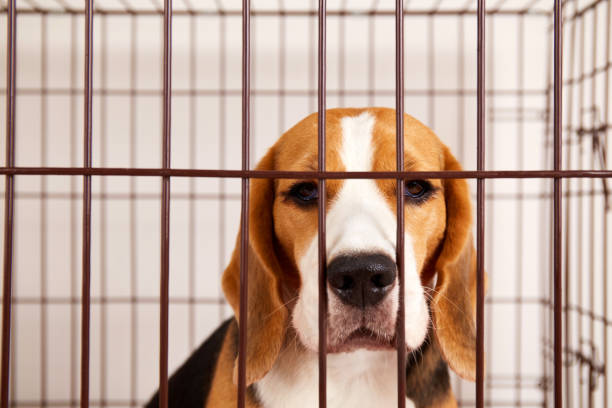istock A sad beagle dog in an iron cage for pets. 1468379760