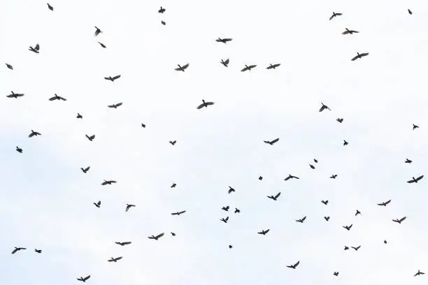 Birdsflying1