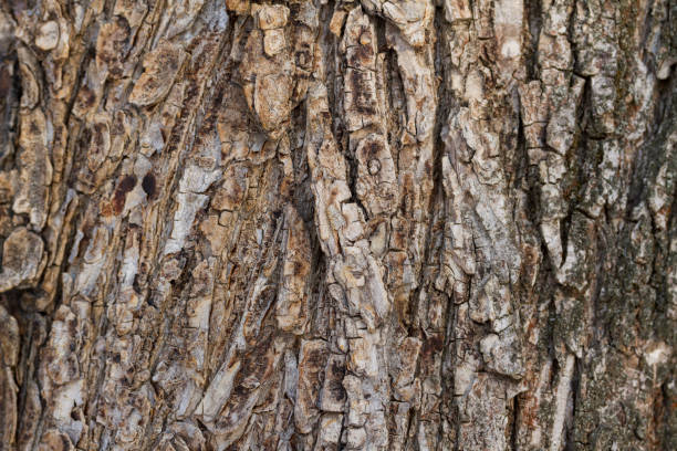 istock Nature background with tree bark texture. Wood texture close up. 1468379870