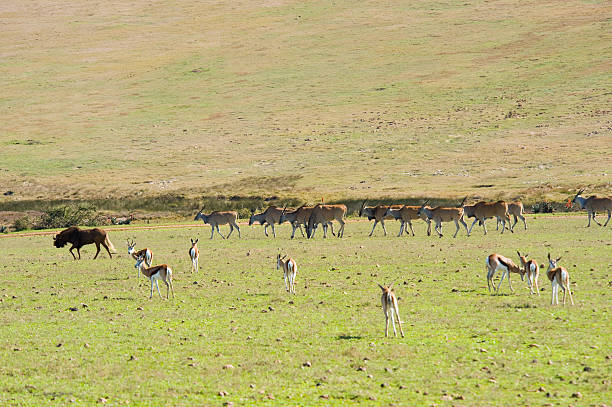 Herds of wildlife stock photo