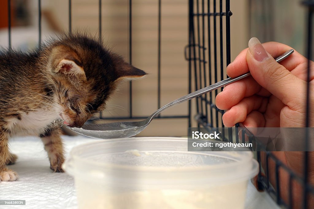 Alimentação um gatinho - Foto de stock de 2000-2009 royalty-free