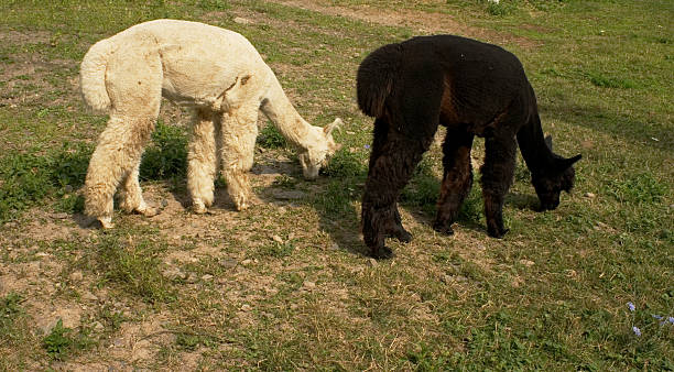 Alpaca stock photo