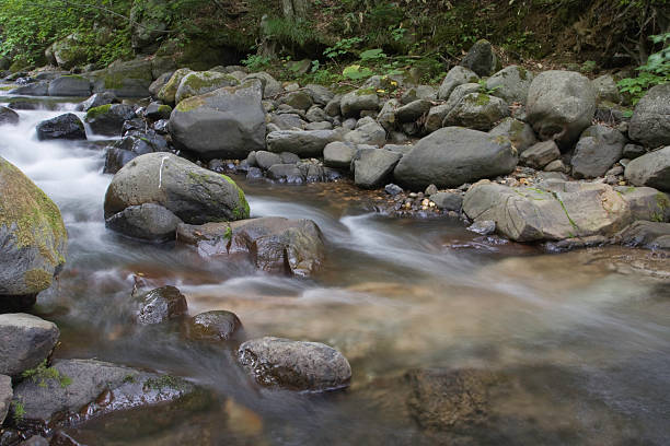 fluxo na floresta - hokkaido japan stream forest imagens e fotografias de stock