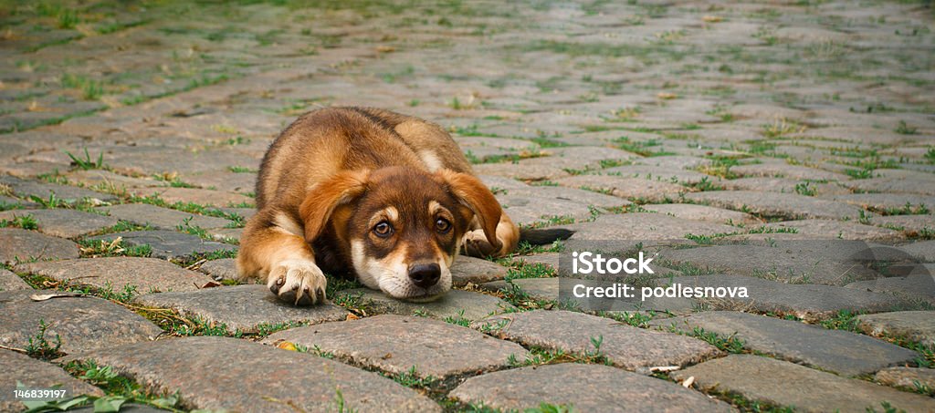 Pequeno cachorrinho na corrida - Foto de stock de Animal royalty-free