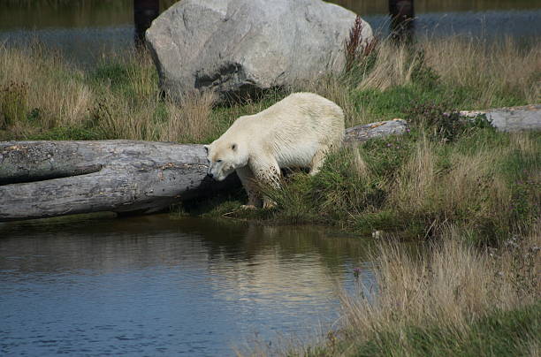 Polar bear lookng for fish stock photo