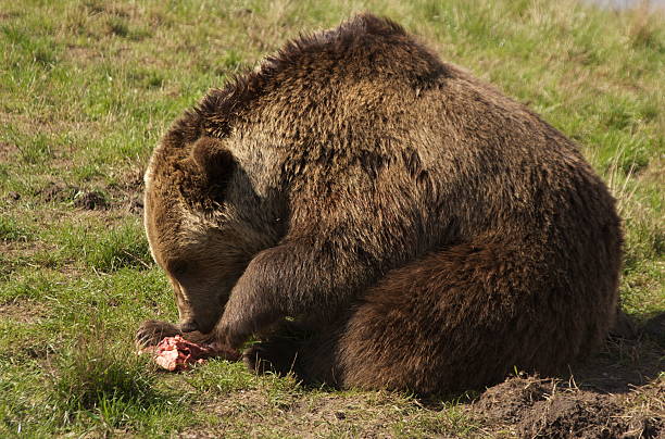 Brown bear eating raw meat stock photo