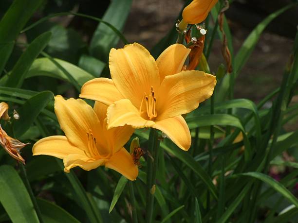 istock Two Yellow Tropical Flowers 146839347