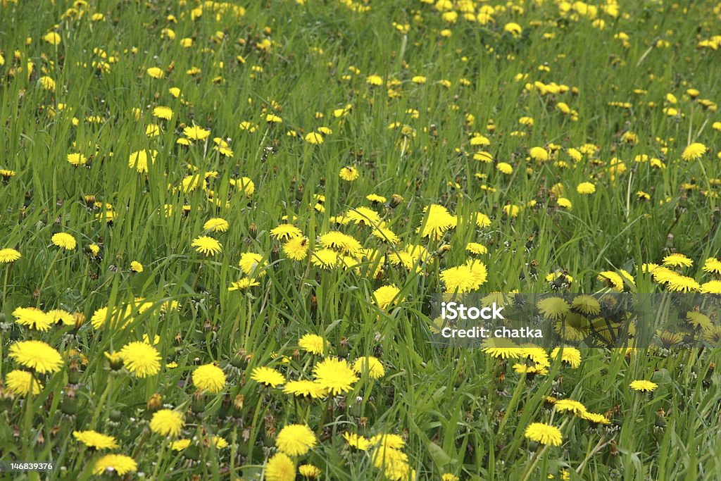 dandelion meadow with dandelions Blossom Stock Photo