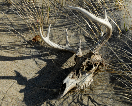 Skull of a seven point buck rests in the sand among sparse vegetation at sunset.
