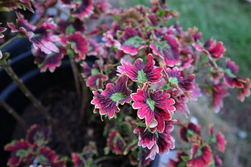 Coleus sky fire, coleus with intense purple and scarlet foliage with ruffled brilliant lime green edges, selective focus