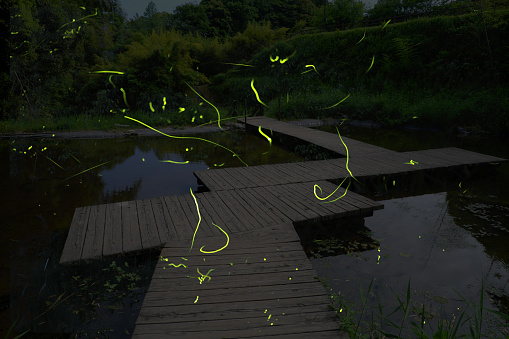 Beautiful fireflies \