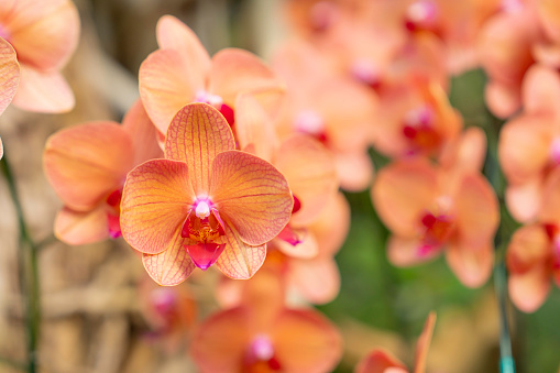 Beautiful orange phalaenopsis orchid flower in nature