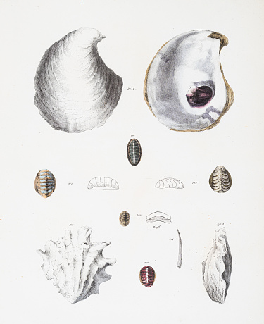 Oysters pearl chromolithograph 1843