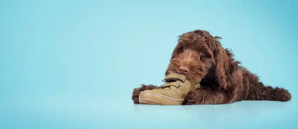 Photo of Puppy chewing shoe on blue background.