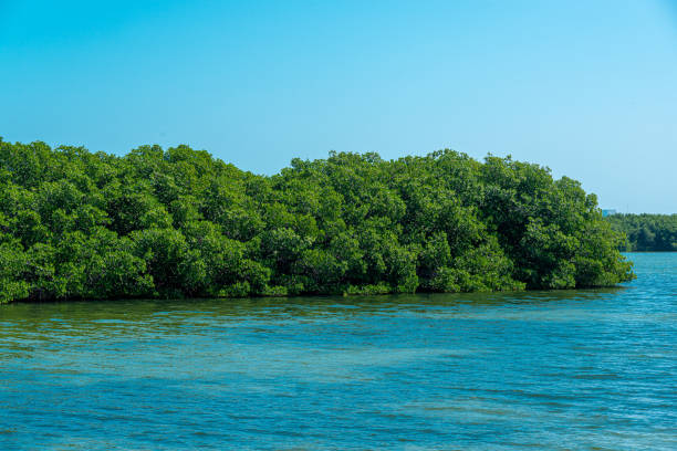 istock Mangrove zone at Tajamar pier, in Cancun, Mexico 1468414533