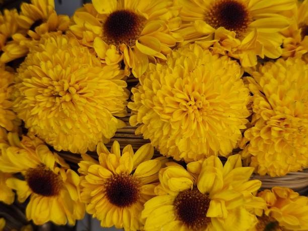istock fresh colorful flowers for decoration 1468414753