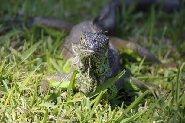 istock green iguana, endangered species 1468415489