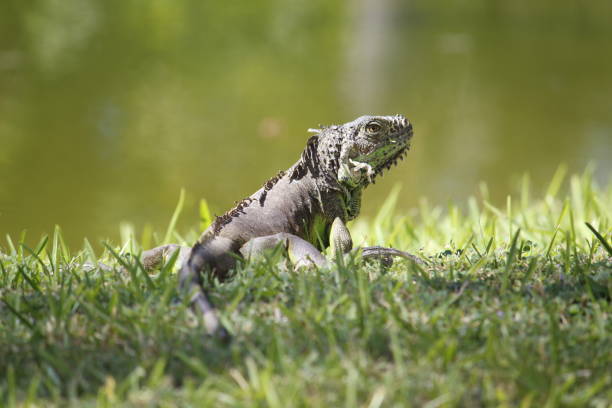 approach to green iguana of tropical climate in wildlife