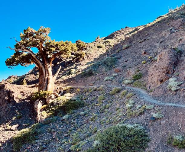 istock PCT - Northern CA - July 1468415700