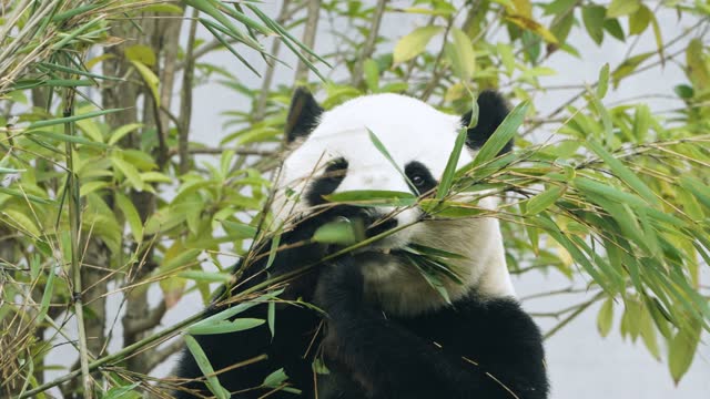 Giant panda eating bamboo leaves, China